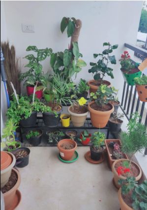 Customer photo review of 3 Step Stand for Multiple Plants and Pots Stand, Indoor Shelf Holder Rack, Gardening Stand,Indoor Outdoor (Black)