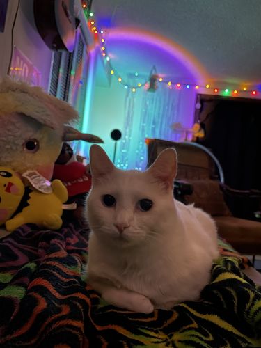 Customer photo review of The Sunset Lamp™