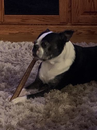 Customer photo review of 12 Inch Jumbo Bully Stick