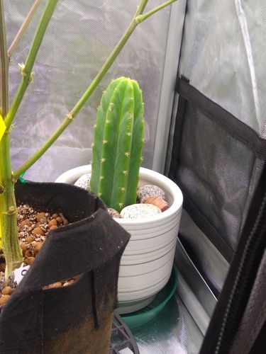 Customer photo review of San Pedro Cactus | Echinopsis pachanoi