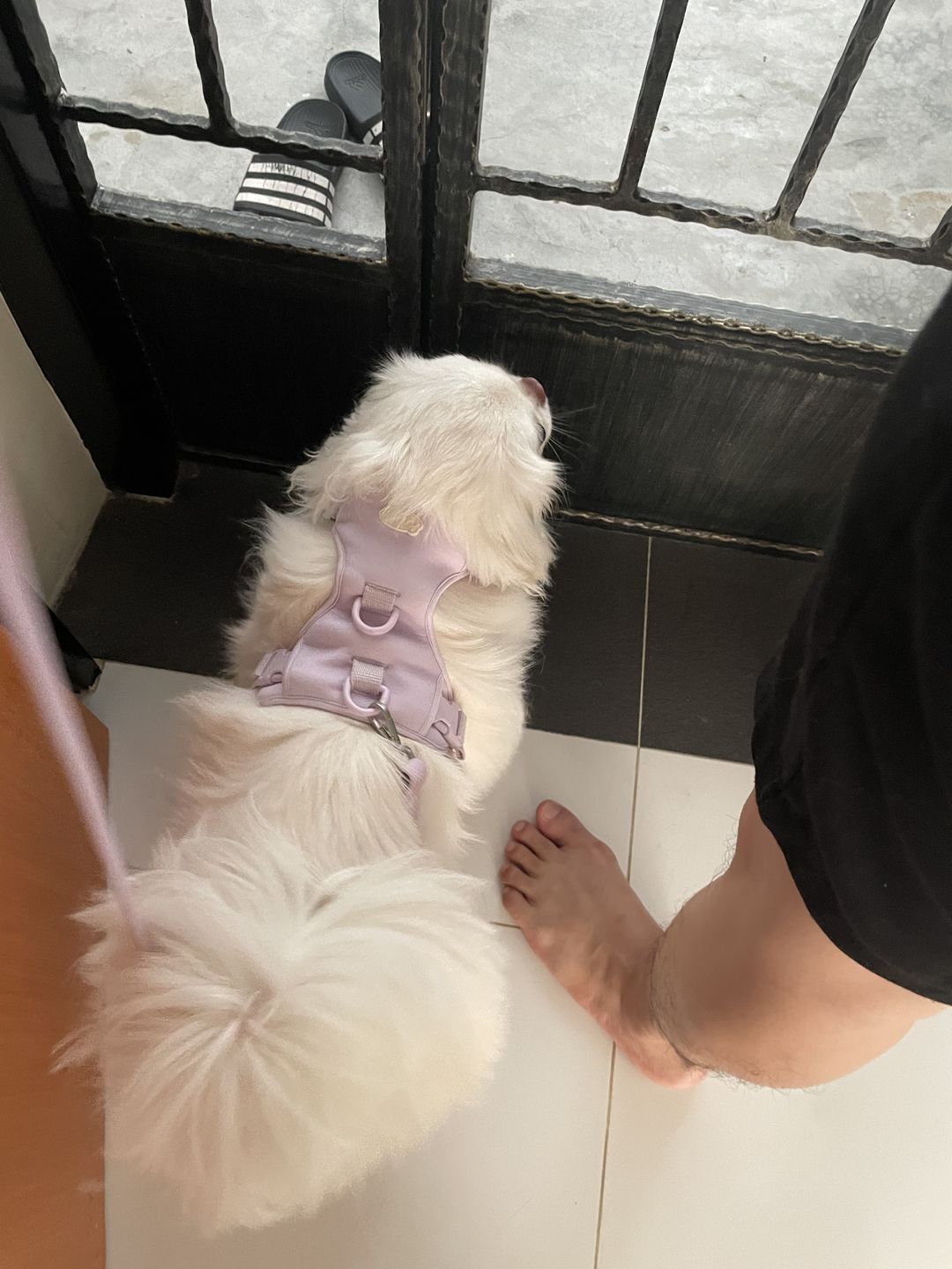 Customer photo review of arrr Leash (NEW)