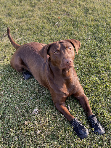 Customer photo review of 4PCS Waterproof Dog Booties with Reflective Straps