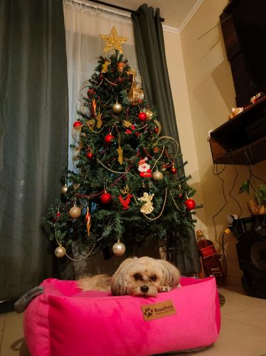 Customer photo review of CAMA ZORI FUCSIA