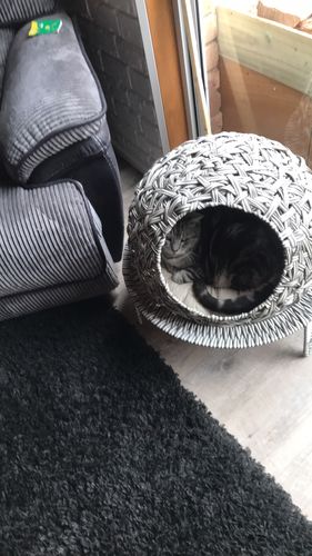 Customer photo review of Soleron Cat House