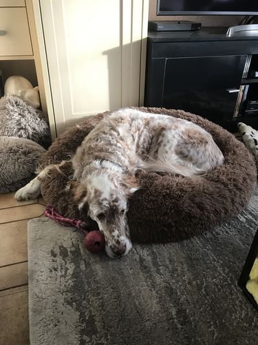 Customer photo review of Puppery Kuschelbett - Das Original