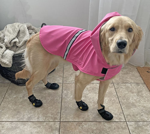 Customer photo review of 4PCS Waterproof Dog Booties with Reflective Straps