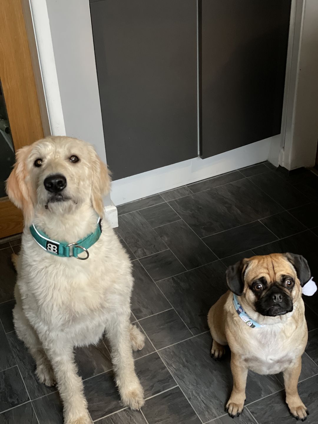 Customer photo review of 4cm Slip on Collar | Soft Padded & Reflective - Turquoise v2.0