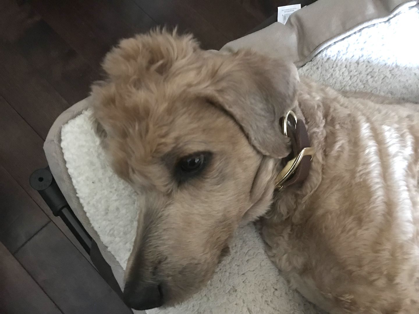 Customer photo review of Rover - Classic Cognac Full-Grain Leather Dog Collar