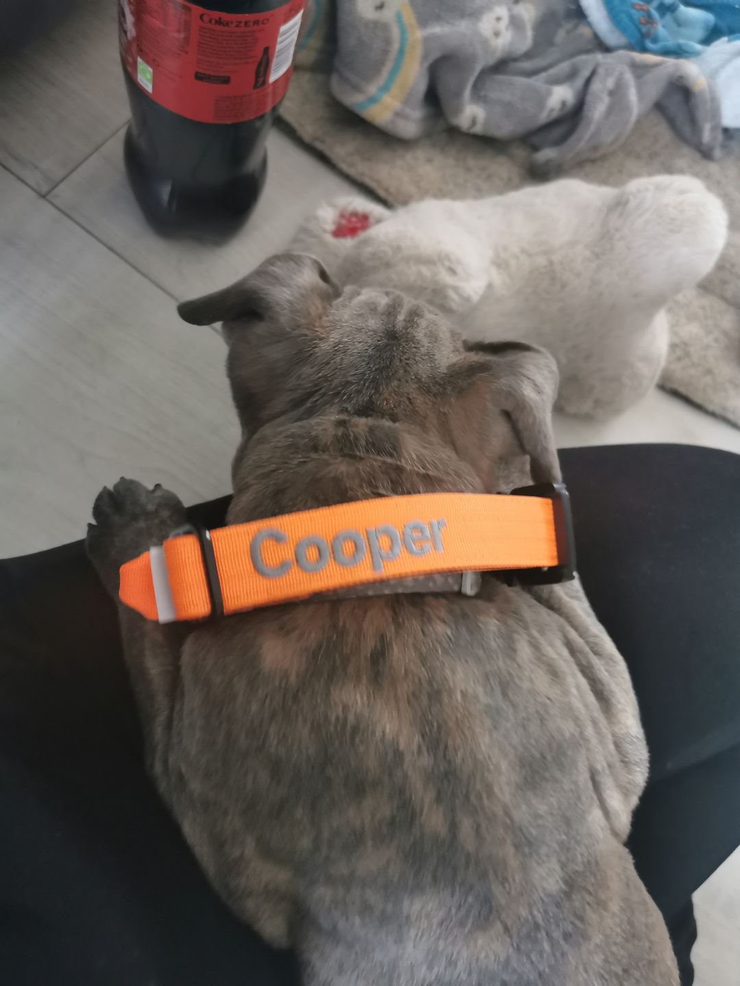 Customer photo review of 2.5cm Combat® Collar | With Handle & Rated Clip - Orange v2.0