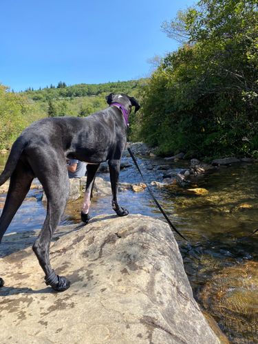 Customer photo review of 4PCS Waterproof Dog Booties with Reflective Straps