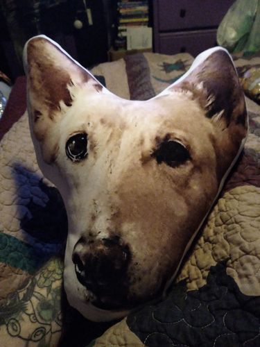 Customer photo review of Create A Custom Dog Pillow