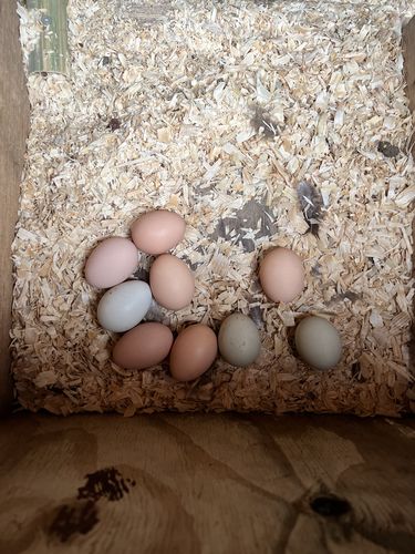 Customer photo review of GrubTerra Dried Larvae