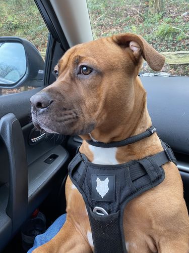Customer photo review of Ragnar Harness