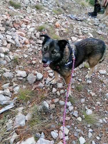 Customer photo review of Pfotenlove - Personalisierter Klett-Aufkleber