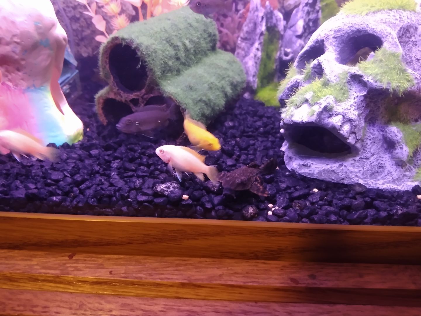 Customer photo review of Xtreme PeeWee Cichlid Fish Food