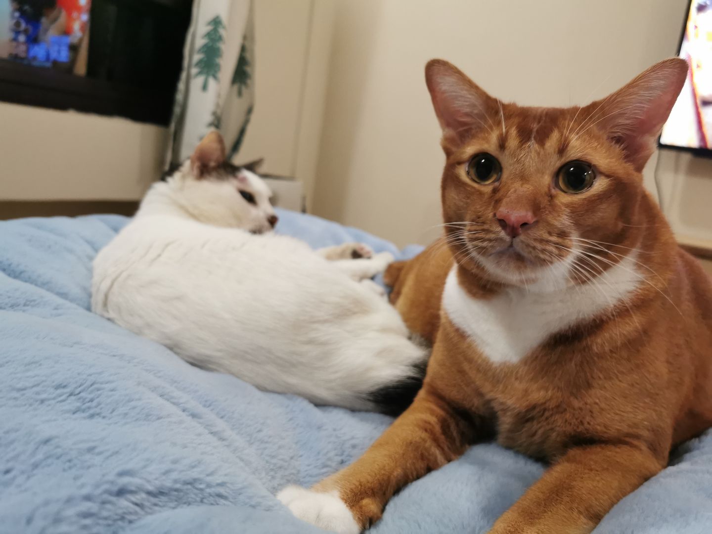 Customer photo review of arrr Sleeping Blanket (NEW)
