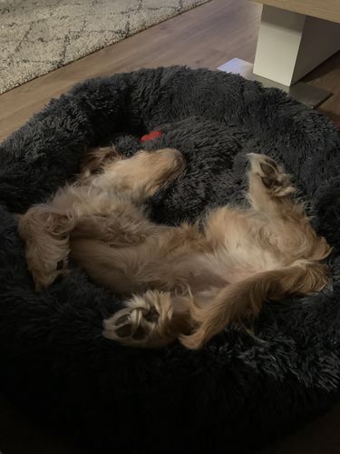 Customer photo review of Pet Calming Bed