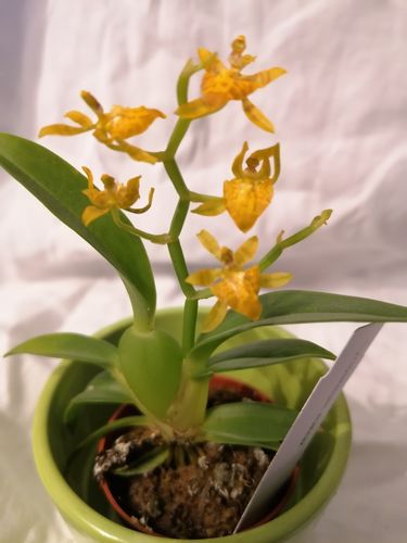 Customer photo review of Mini-Duft-Orchidee: Cyrtochilum meirax im 6cm Topf
