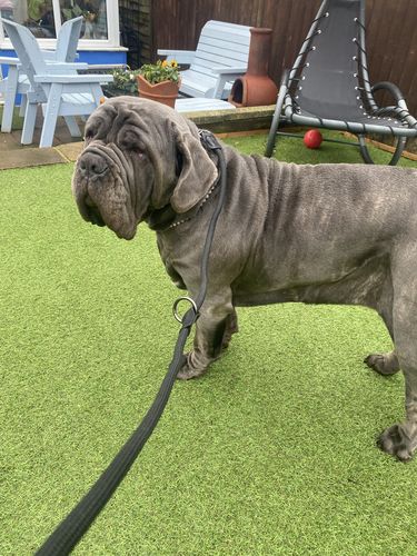 Customer photo review of Ragnar Training Leash