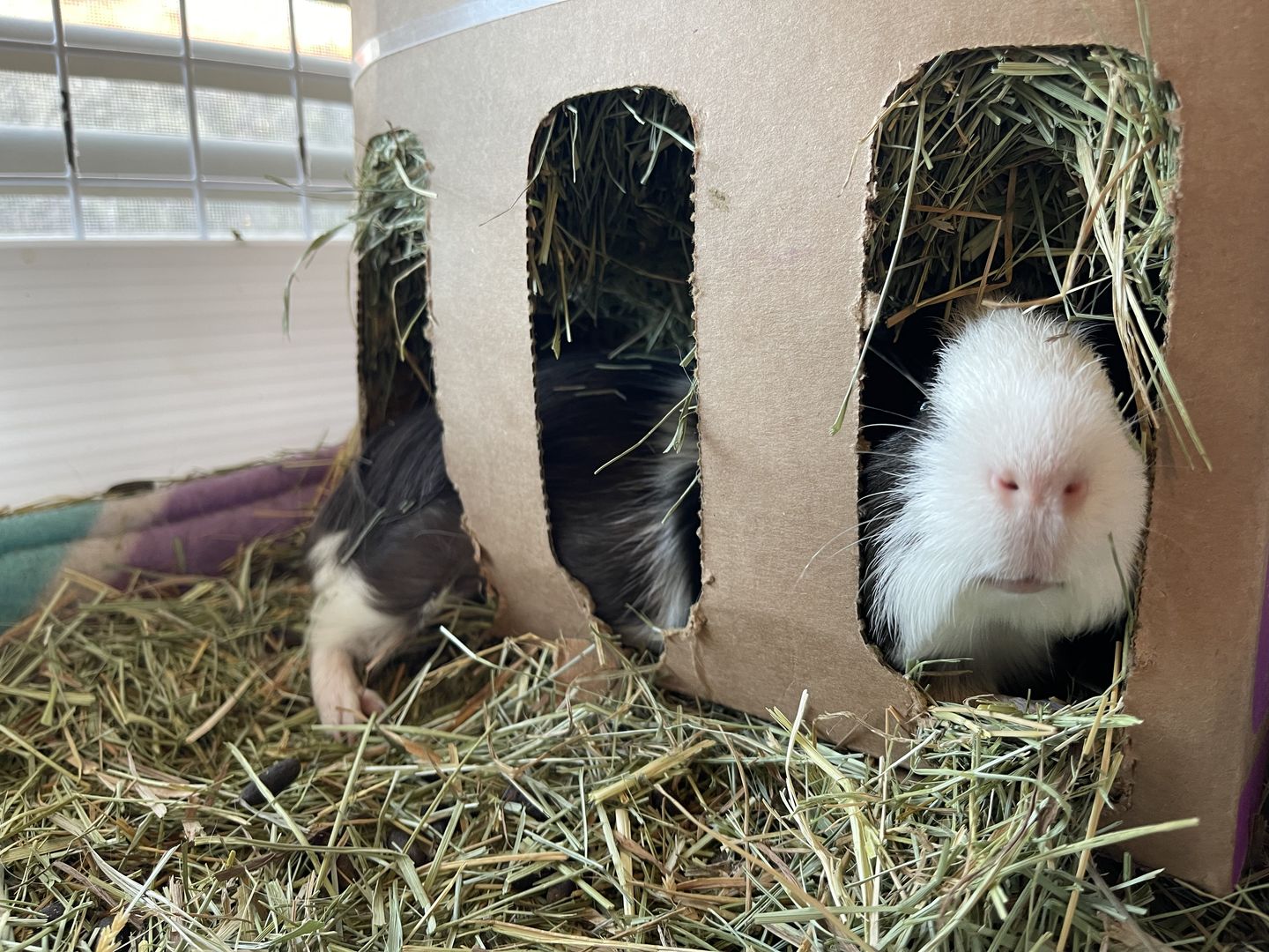 Customer photo review of GuineaDad Nourish Series - Orchard Hay for Guinea Pigs (3 Pack)