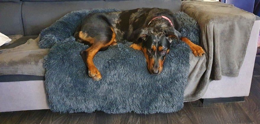 Customer photo review of CalmCouch - Motverkar ångest & skyddar din soffa