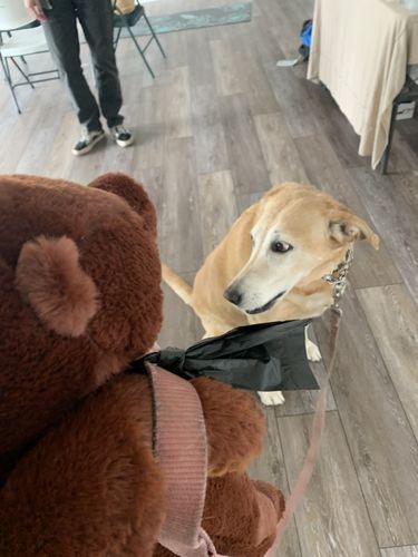 Customer photo review of SKOGGY BEAR