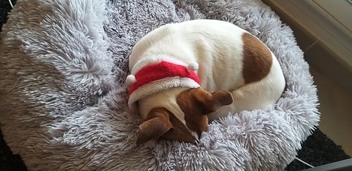 Customer photo review of Panier Coussin Déhoussable Fermeture Eclair Chien & Chat