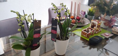 Customer photo review of Duftende Oncidium Orchideen - 2er Überraschungs-Paket
