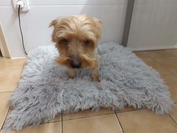 Customer photo review of CalmBlanket