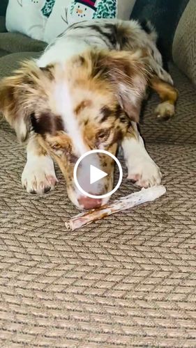 Customer video review of 6 Inch Standard Braided Bully Sticks