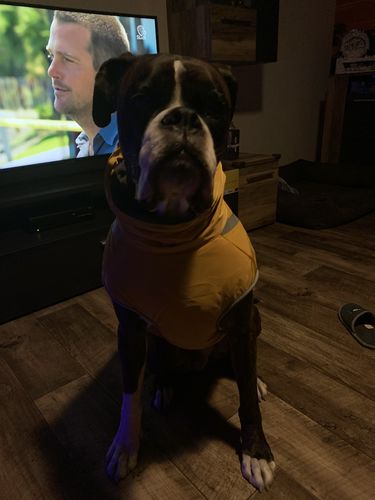 Customer photo review of Pfotenlove - Wärmender & Wasserfester Regen -und Schneeschutzmantel - Design Yellow Edition