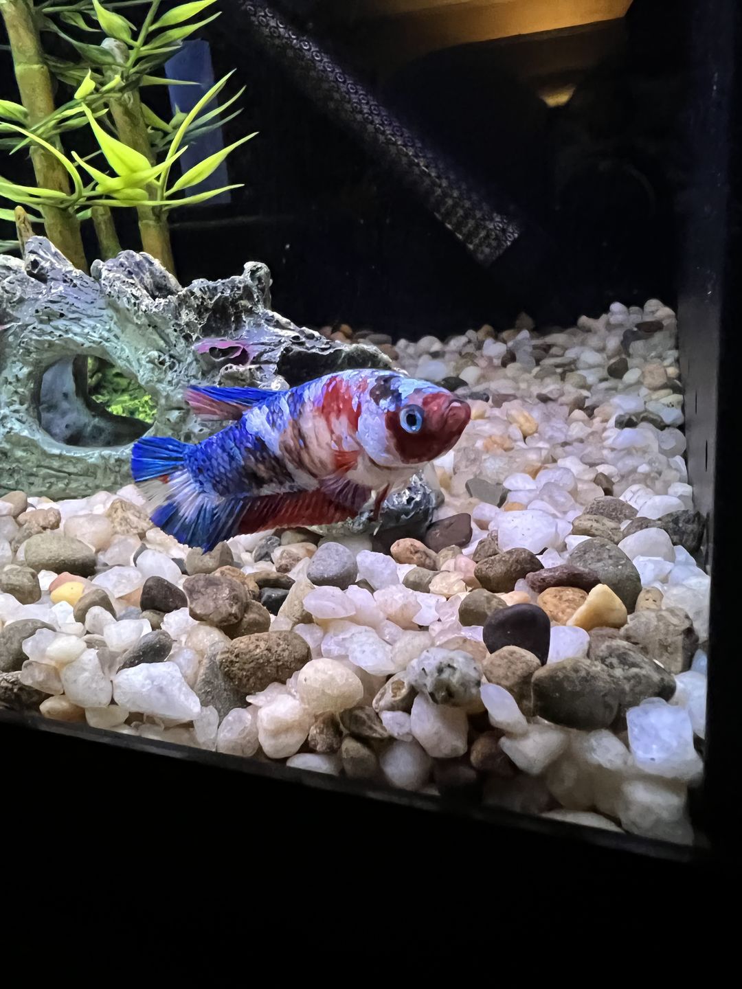 Customer photo review of FritzZyme 7 Freshwater Live Bacteria
