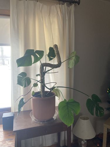 Customer photo of The Original Bendable Moss Pole™ - Best Seller (Pins Included) from Leah Maureen H.