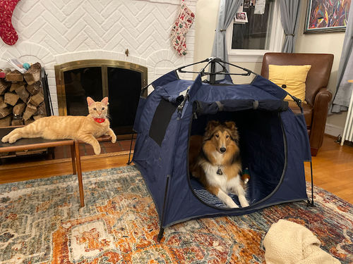 Customer photo review of Pop N' Go® Pets