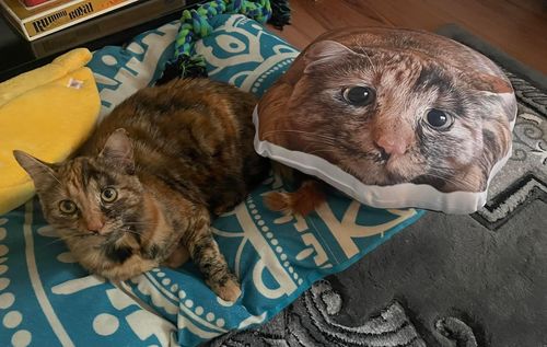Customer photo review of Create A Custom Cat Pillow
