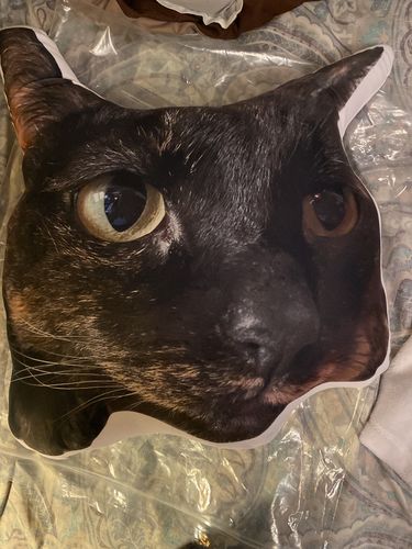 Customer photo review of Create A Custom Cat Pillow