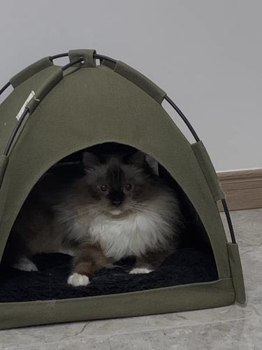 Customer photo review of Michu- Furrytail Cute Camping Tent Cat Bed - Fits all Your Cat's Lifestyles