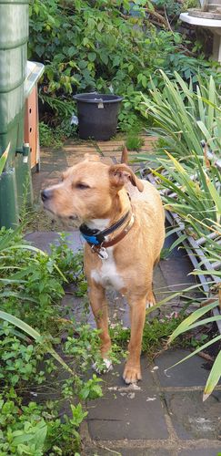 Customer photo review of Collier Anti Aboiement PuppySafe