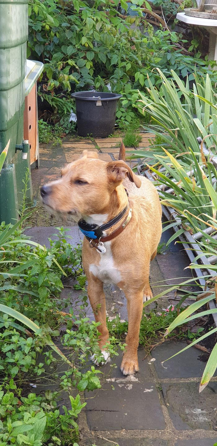 Customer photo review of Collier Anti Aboiement PuppySafe