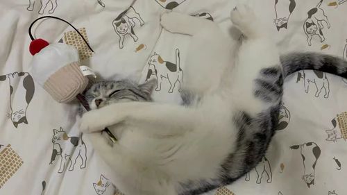 Customer photo review of Mayitwill Happy Tempura/Little Cupcake Silver Vine Stick Cat Toy