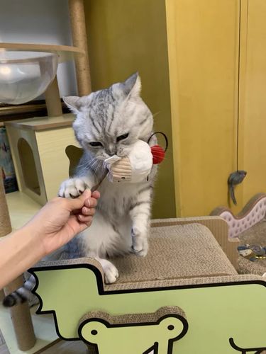 Customer photo review of Mayitwill Happy Tempura/Little Cupcake Silver Vine Stick Cat Toy