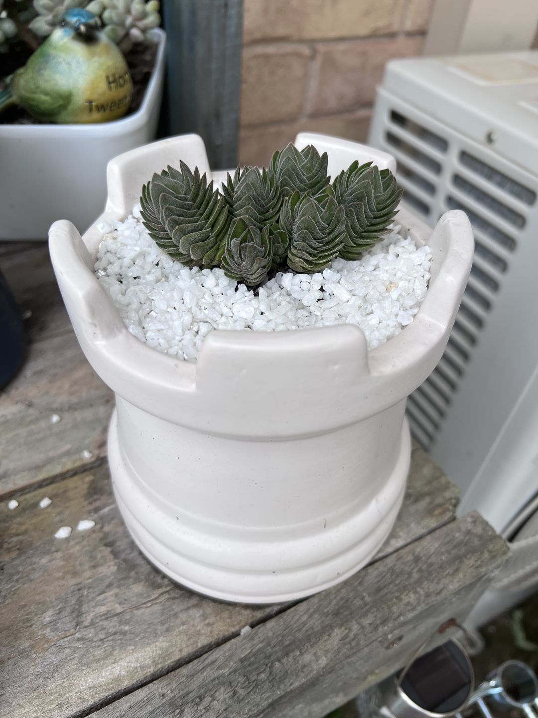 Customer photo review of Crassula Buddha's Temple