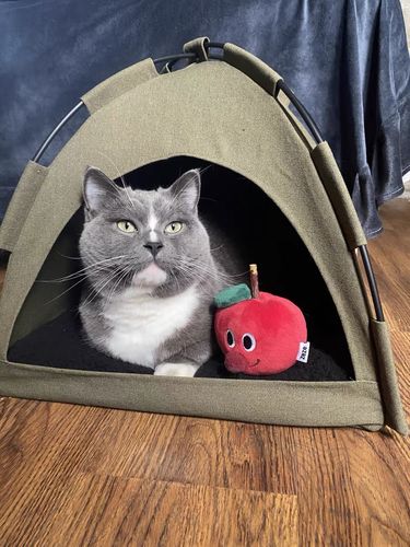 Customer photo review of Michu- Furrytail Cute Camping Tent Cat Bed - Fits all Your Cat's Lifestyles