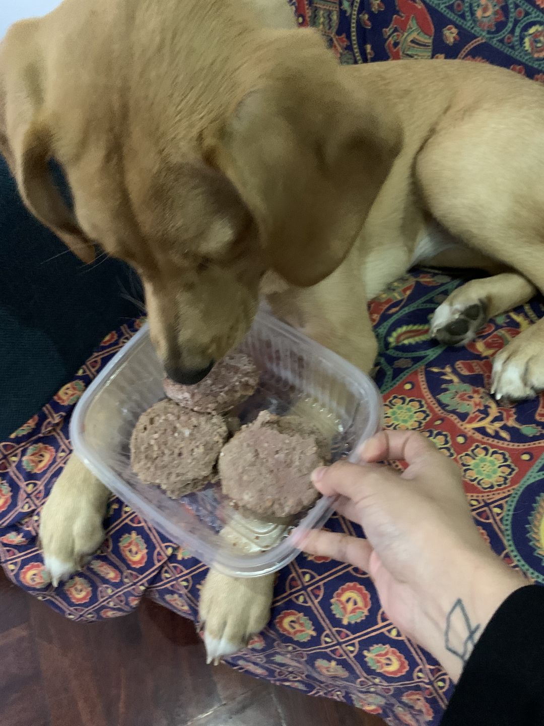 Customer photo review of Alimentación Natural - Barker Pollo