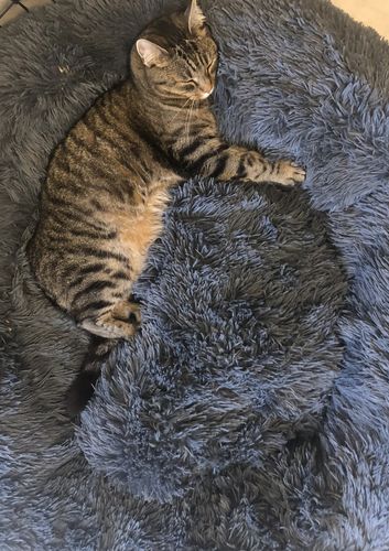 Customer photo review of CalmBed  - Ej avtagbart överdrag