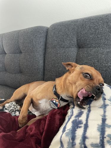 Customer photo review of Explorer Silicone