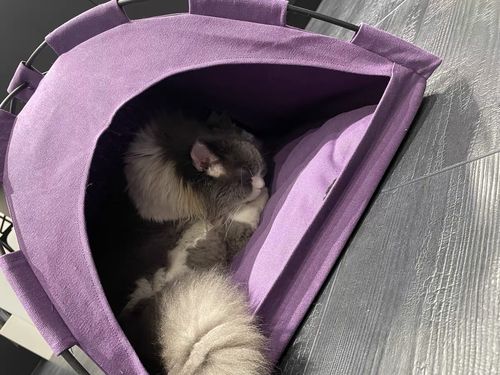 Customer photo review of Michu- Furrytail Cute Camping Tent Cat Bed - Fits all Your Cat's Lifestyles
