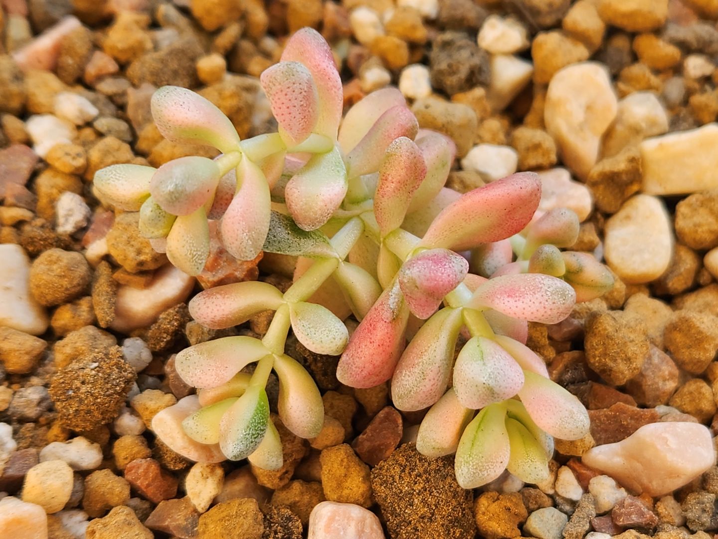 Customer photo review of Crassula deltoidea variegata