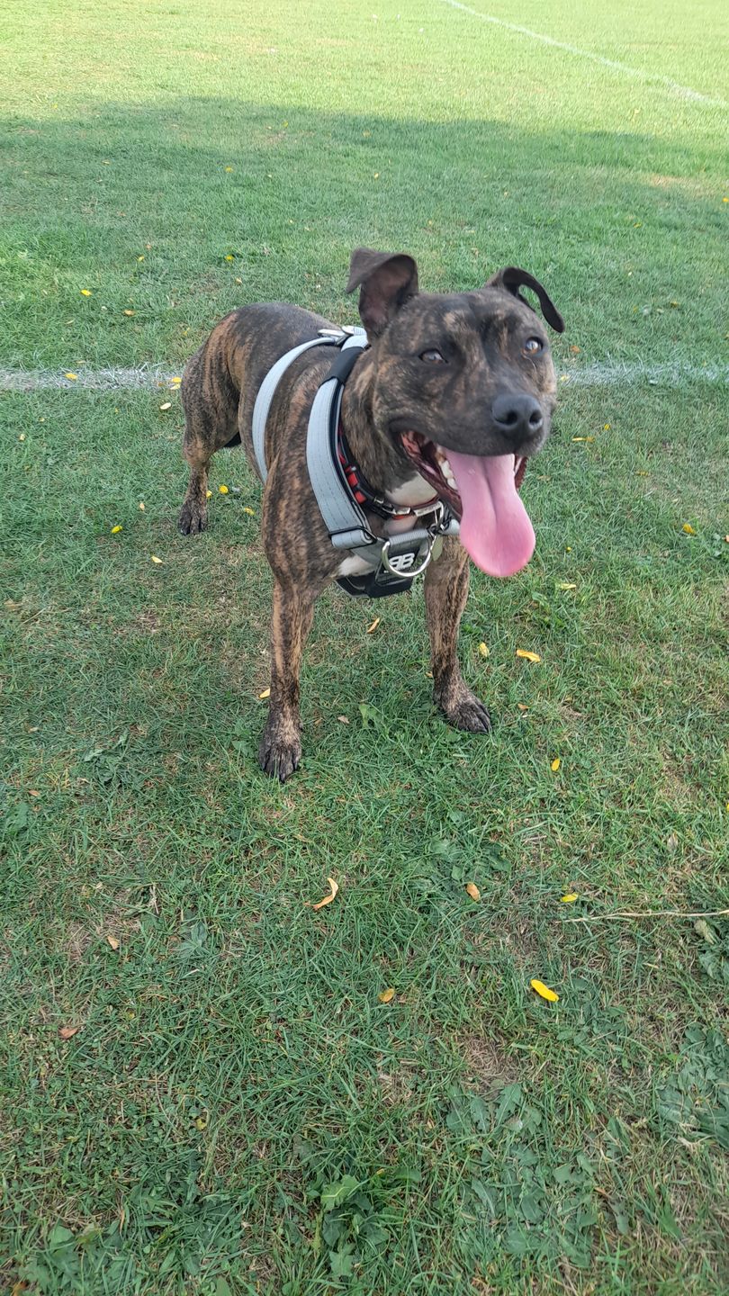 Customer photo review of TRI-Harness® | Anti-Pull, Adjustable & Durable - Dog Trainers Choice - Metal Grey v2.0