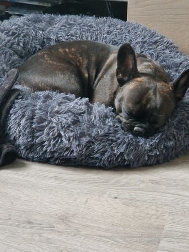 Customer photo review of Puppery Hundebett Wolke 7 - Das Original